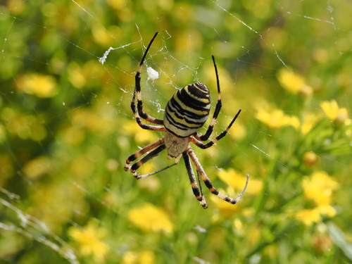 Wasp Spider