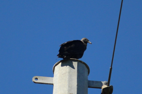 Black Vulture observed by marykaren