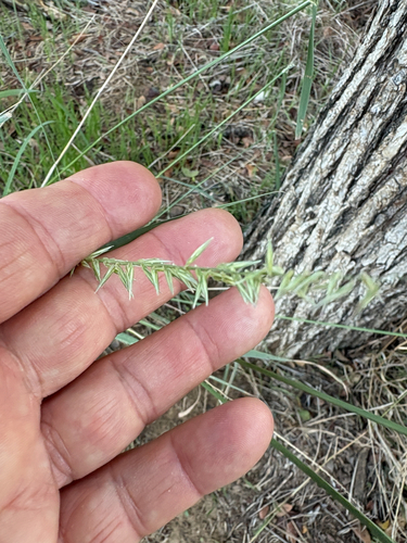 Featured image for “sideoats grama”