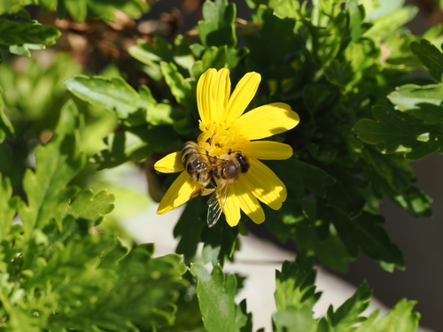 Western Honey Bee