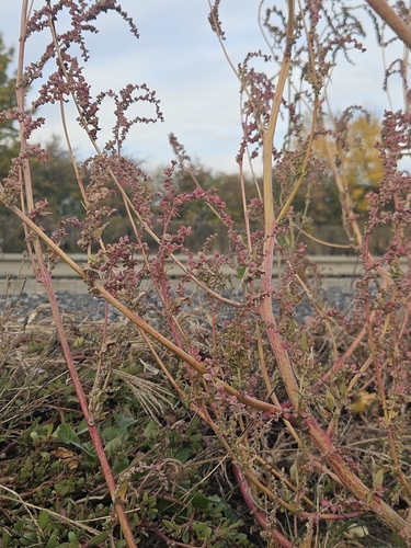 Russian atriplex