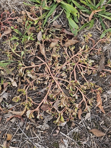 Common Purslane
