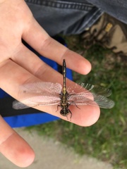 Leucorrhinia proxima
