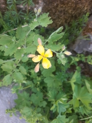 Chelidonium majus