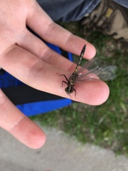 Leucorrhinia proxima