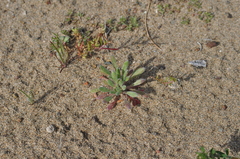 Chorizanthe cuspidata cuspidata