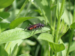 Macrophya annulata