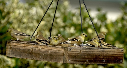 American Goldfinch observed by evsherr