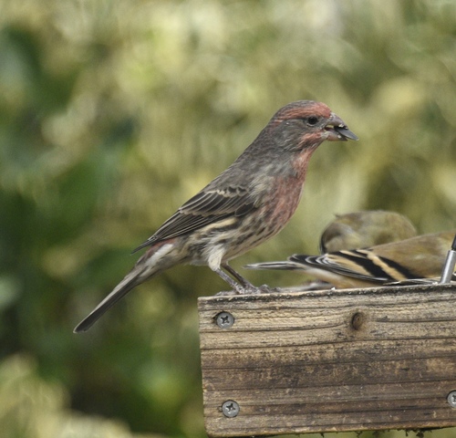 House Finch observed by evsherr