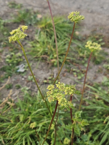 Alsatian Hog's Fennel