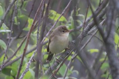 Acrocephalus palustris