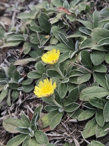 mouse-eared hawkweed