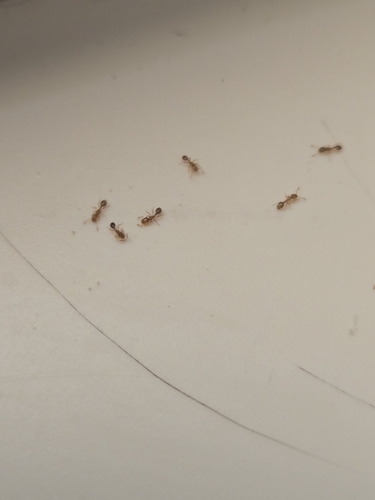 Common American Thief Ant