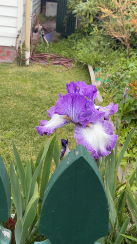 Iris germanica, 2026-10-12