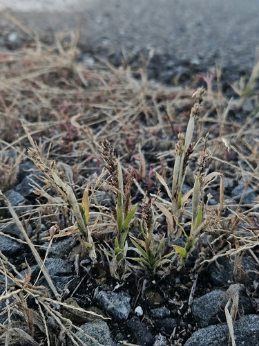 European Bur-grass