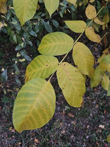Persian walnut