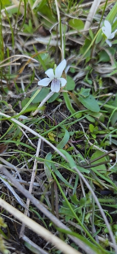 Viola cunninghamii observed 2026-10-18