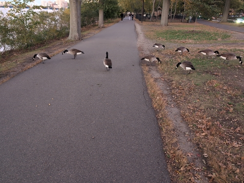 Canada Goose observed by ddscvdg
