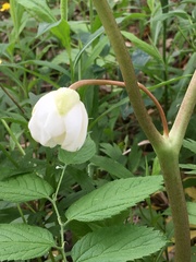 Podophyllum peltatum