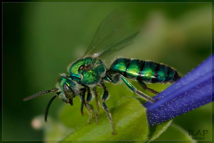 Grassy Green-Sweat Bee
