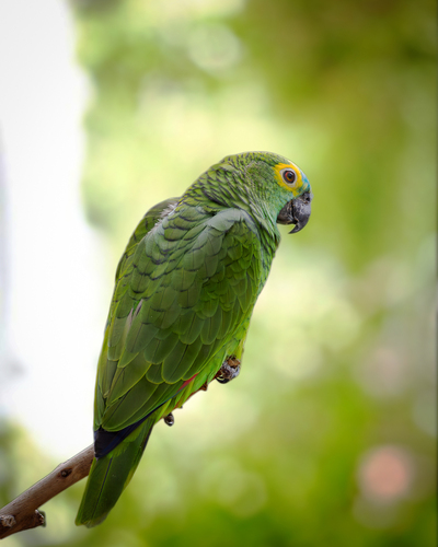 Turquoise-fronted Amazon