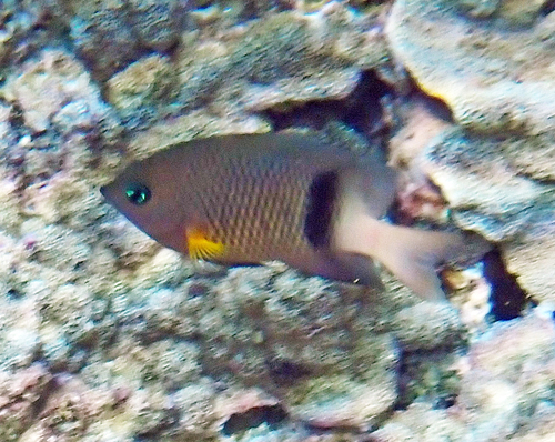 Plectroglyphidodon dickii observed 2026-10-16