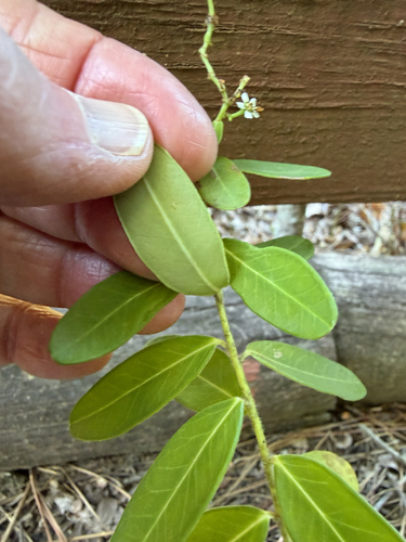 Euphorbia corollata, 2026-10-17