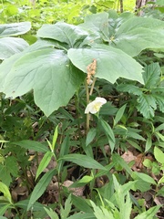 Podophyllum peltatum
