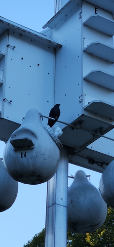 Purple Martin observed by jmurphy77