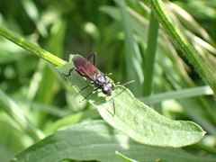 Macrophya annulata