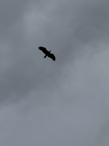 Bald Eagle observed by frankiejuggles