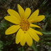 Silky Balsamroot - Photo (c) Alex Abair, some rights reserved (CC BY-NC), uploaded by Alex Abair