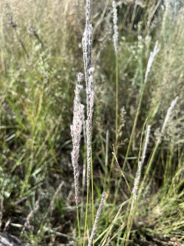Arizona cottontop