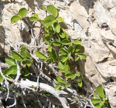 Rhamnus pumila