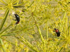 Heliotaurus ruficollis