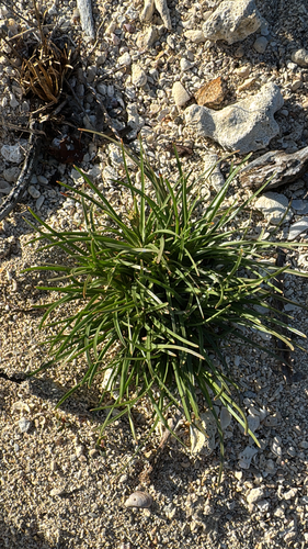 Fimbristylis cymosa observed 2026-10-16