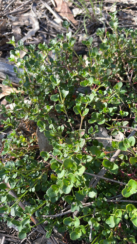 Chenopodium robertianum, 2026-10-17