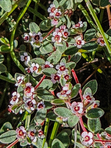 Euphorbia melanadenia, 2026-10-15