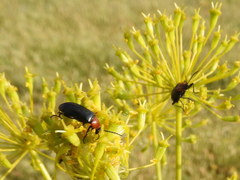 Heliotaurus ruficollis