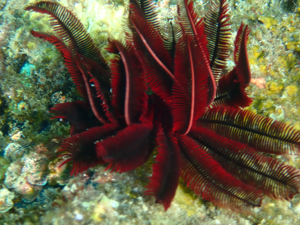 Beautiful Feather Star