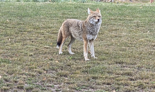 Coyote observed by cmsmith9