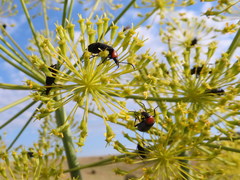 Heliotaurus ruficollis