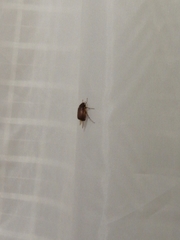 Phyllophaga