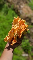 Laetiporus sulphureus