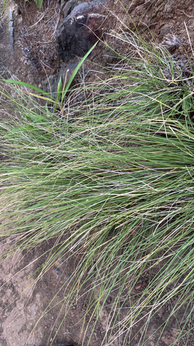 Cenchrus setaceus, 2026-10-17