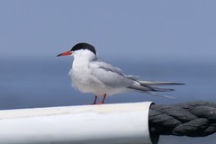 Sterna hirundo