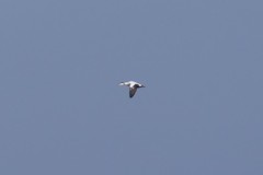 Somateria mollissima