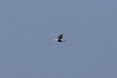 Somateria mollissima