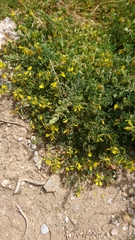 Trigonella corniculata