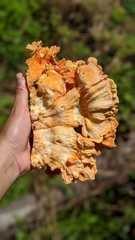 Laetiporus sulphureus